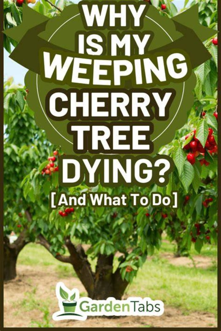 How do you fix a weeping cherry tree