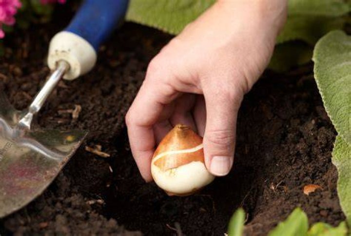 How do you force Tulip bulbs outside