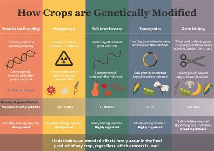 How do you genetically modify a crop