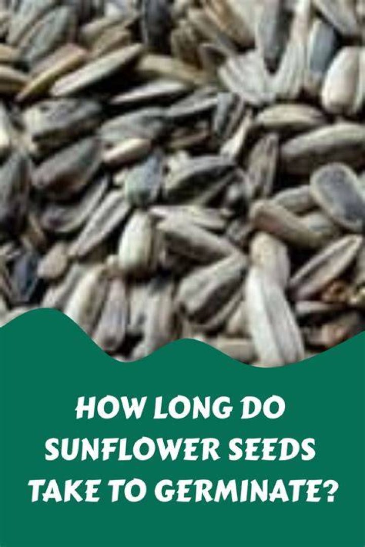 How do you germinate sunflower seeds