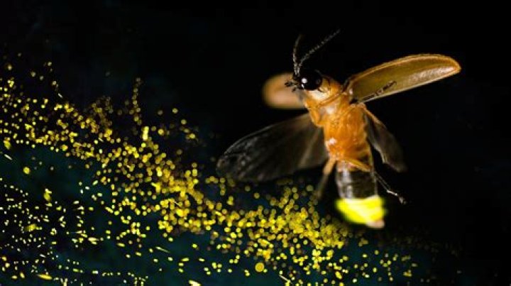 How do you get fireflies to light up