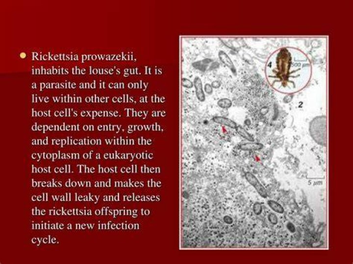 How do you get Rickettsia Prowazekii