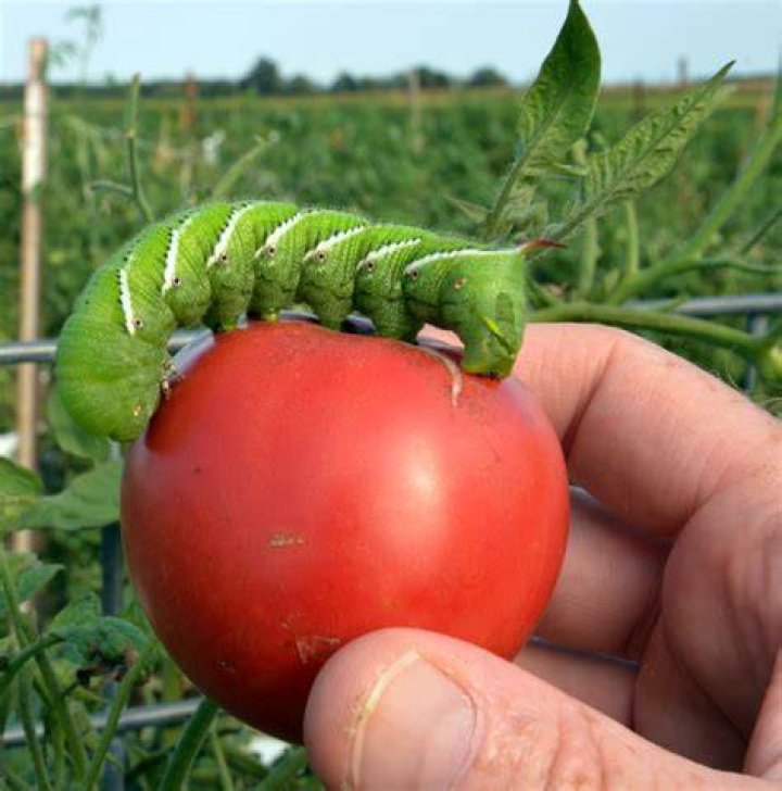 How do you get tomato worms at night