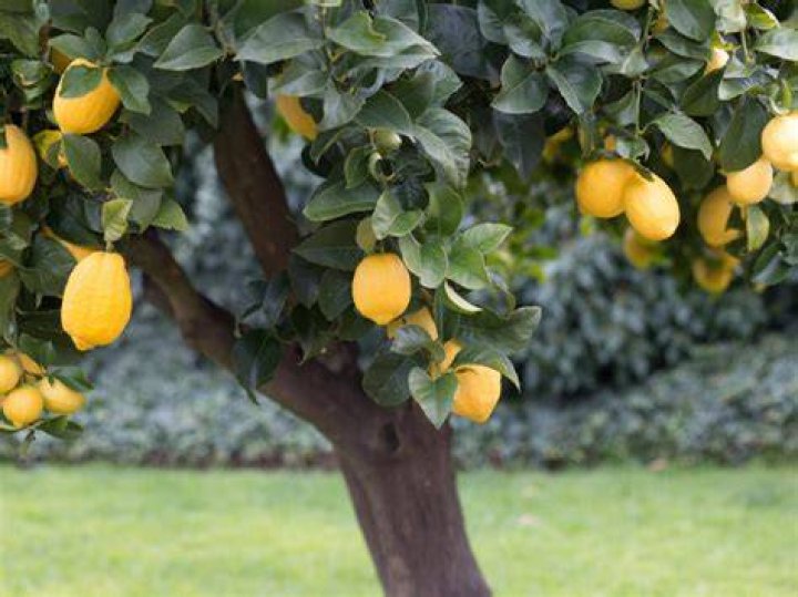 How do you grow a healthy lemon tree