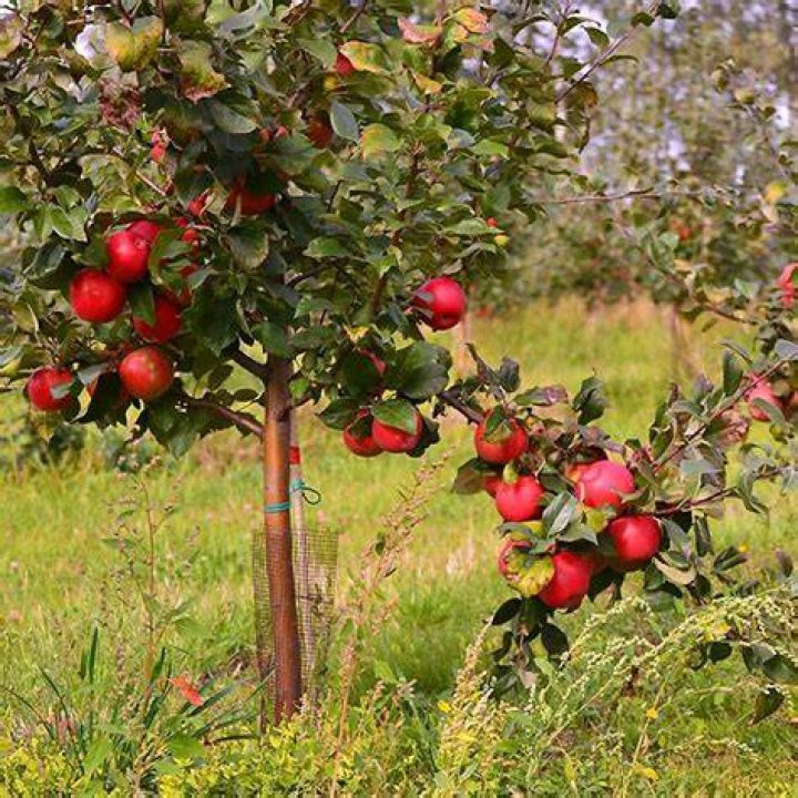 How do you grow a Liberty apple tree