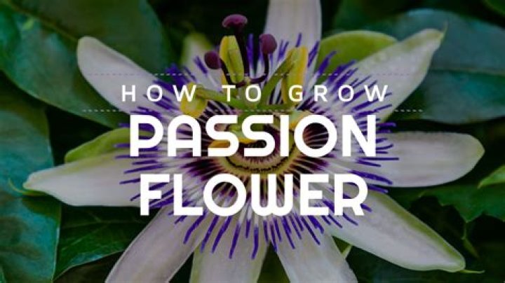 How do you grow a red passion flower