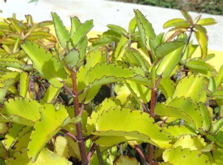 How do you grow Bryophyllum Pinnatum