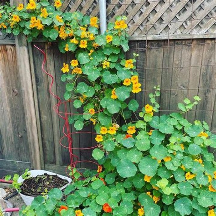 How do you grow climbing nasturtiums