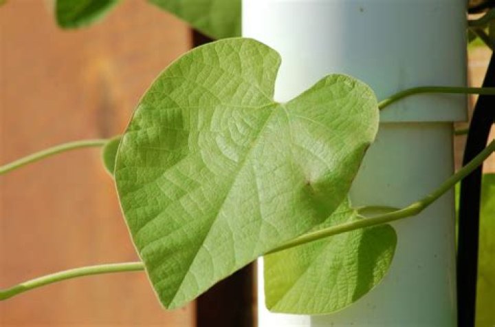 How do you grow Dutchmans Vine pipe