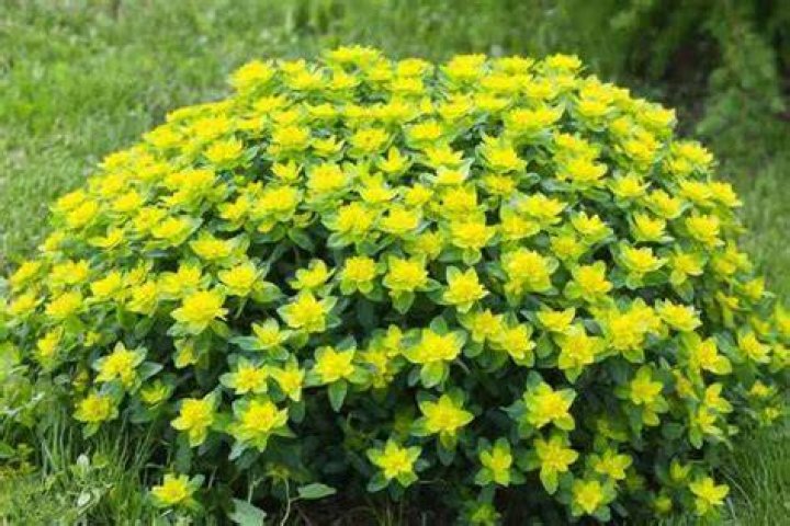 How do you grow Euphorbia Polychroma