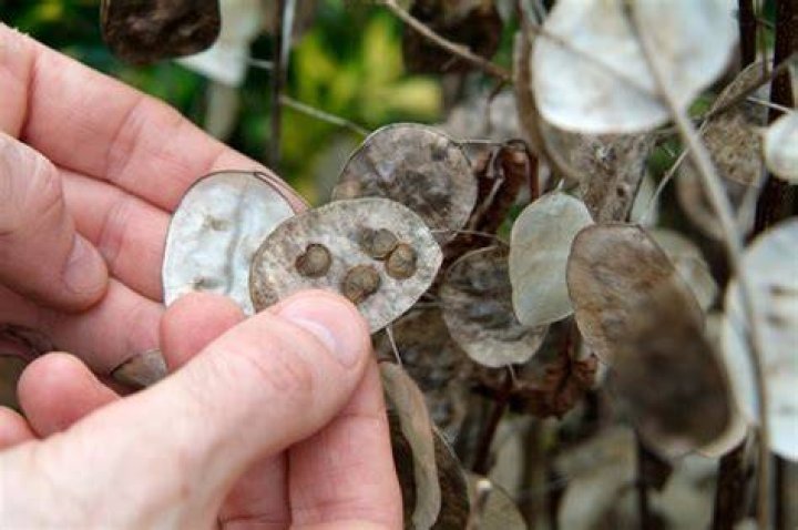 How do you grow honesty from seed UK