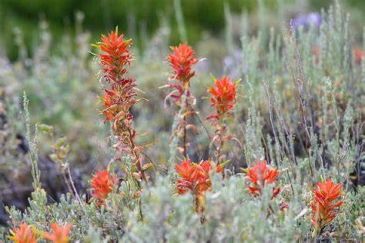 How do you grow Indian paint brushes