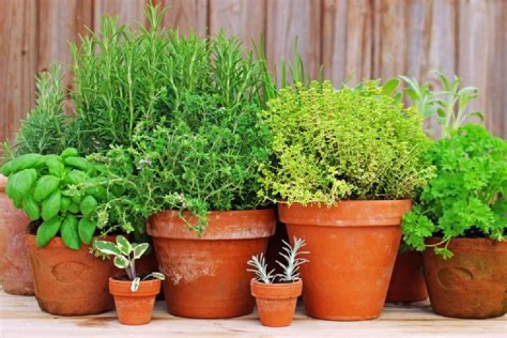 How do you grow potted herbs outside