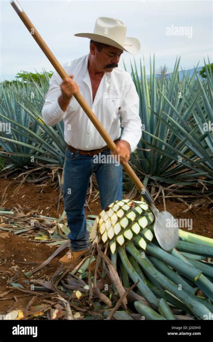 How do you harvest agave for tequila