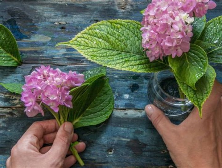 How do you harvest hydrangea flowers