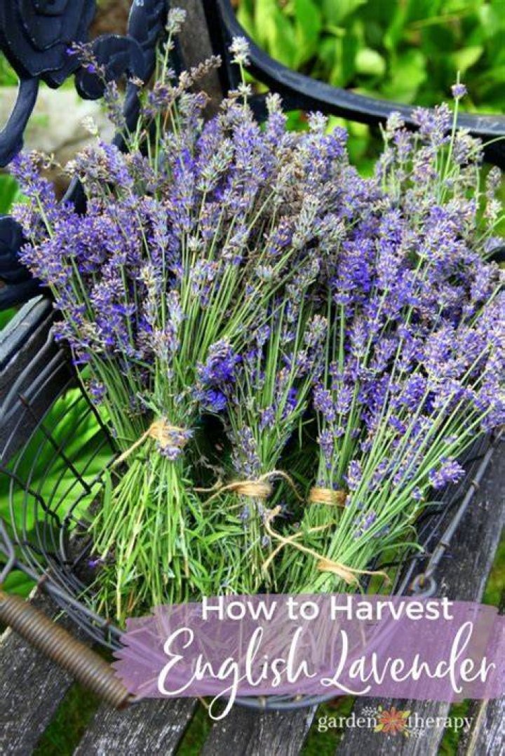 How do you harvest lavender Provence