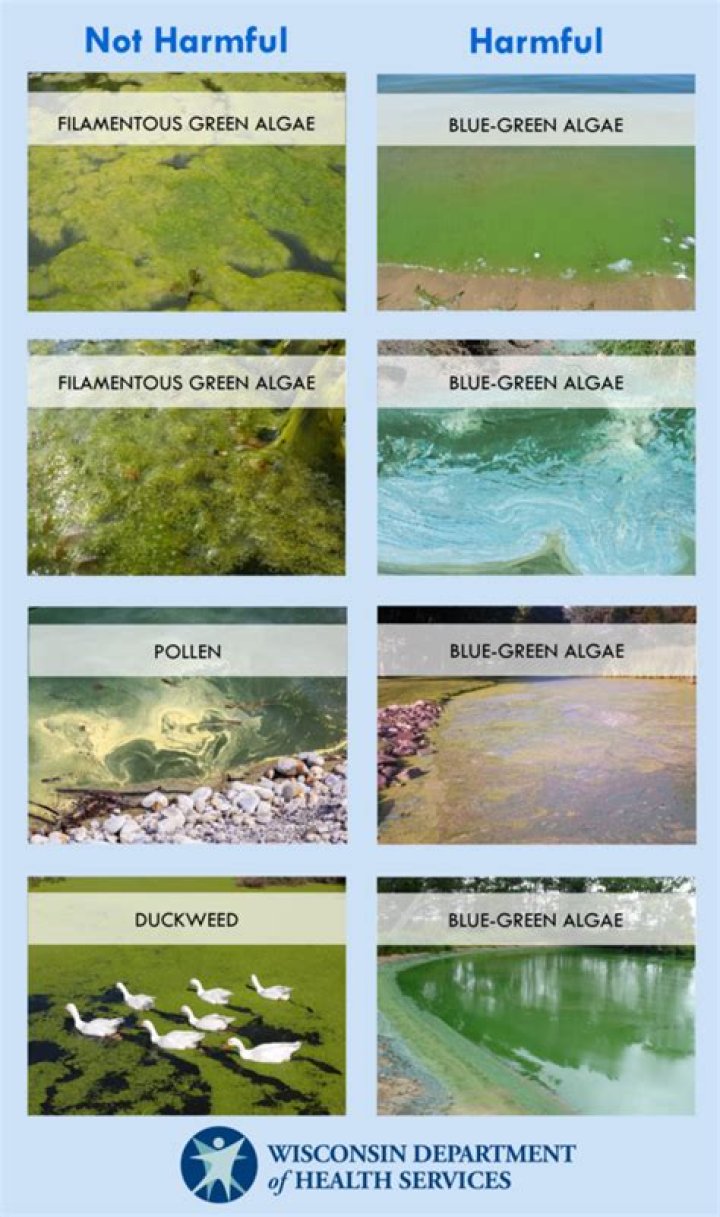 How do you identify blue green algae