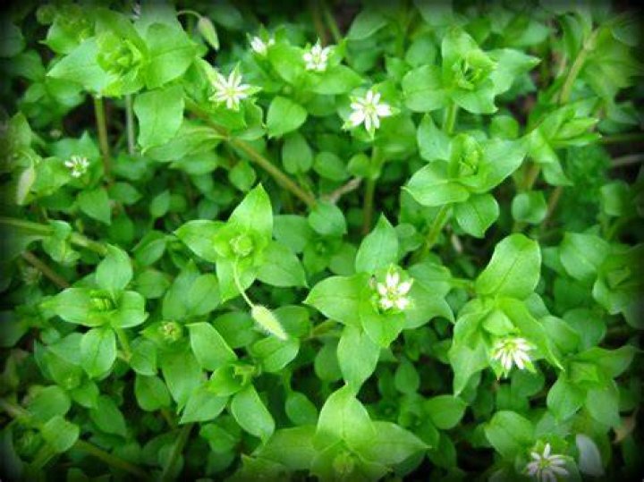 How do you identify common chickweed