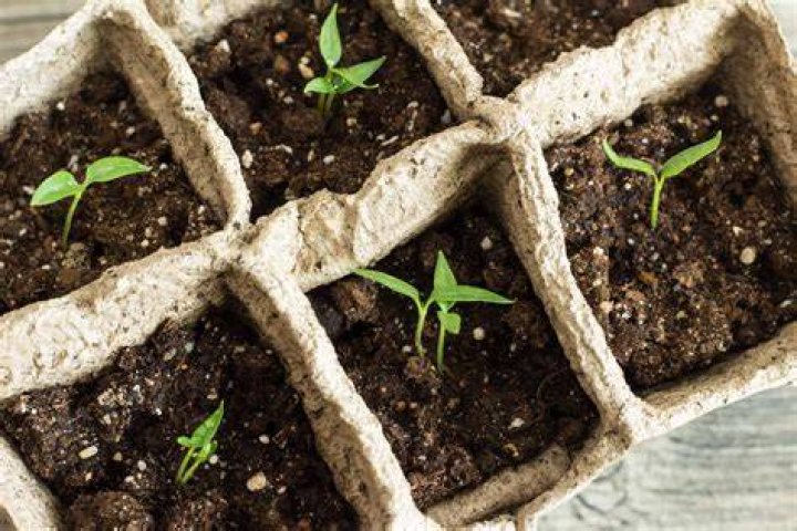 How do you identify pepper seedlings