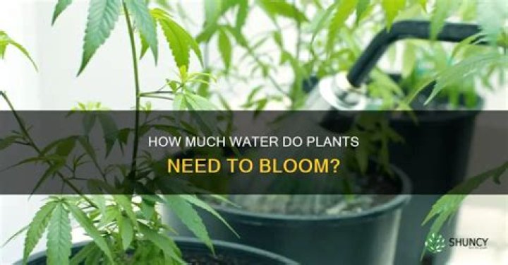 How much do you water during flowering