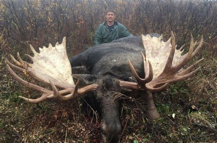 How much does a moose head mount weigh