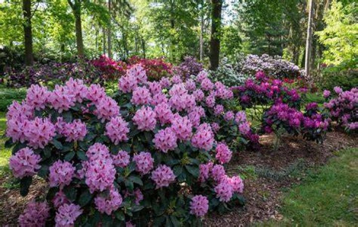 How much does a rhododendron bush cost