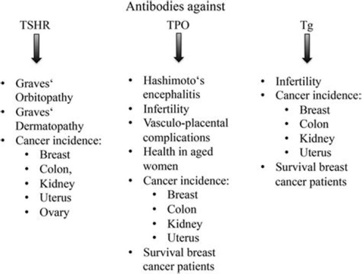 What does it mean when thyroid antibodies are high