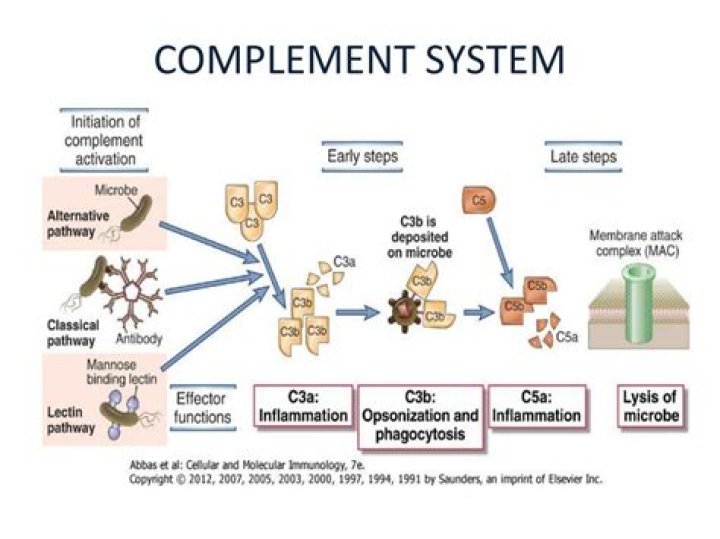 What is the complement system and how does it work