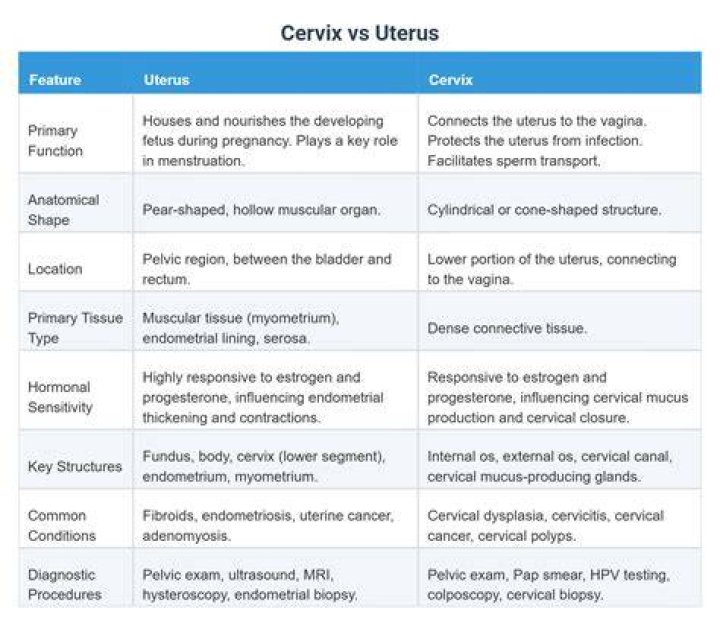 What is the relationship between cervix and uterus